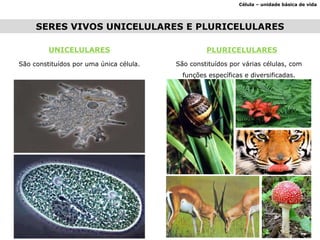 Célula – unidade básica de vida SERES VIVOS UNICELULARES E PLURICELULARES UNICELULARES São constituídos por uma única célula. São constituídos por várias células, com funções específicas e diversificadas. PLURICELULARES 