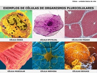 EXEMPLOS DE CÉLULAS DE ORGANISMOS PLURICELULARES Célula – unidade básica de vida CÉLULA ÓSSEA CÉLULA EPITELIAL CÉLULA DO FÍGADO CÉLULA MUSCULAR CÉLULA NERVOSA CÉLULAS SEXUAIS 