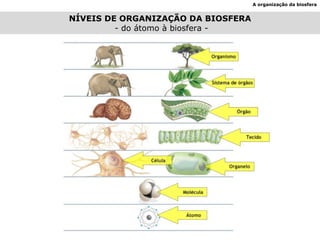 A organização da biosfera NÍVEIS DE ORGANIZAÇÃO DA BIOSFERA - do átomo à biosfera - 