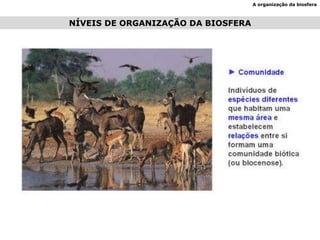 A organização da biosfera NÍVEIS DE ORGANIZAÇÃO DA BIOSFERA 