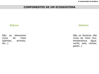 COMPONENTES DE UM ECOSSISTEMA A organização da biosfera Bióticos Abióticos São os elementos vivos do meio (plantas, animais, etc…) São os factores não vivos do meio (luz, temperatura, água, vento, solo, rochas, gases…) 