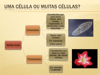 UMA CÉLULA OU MUITAS CÉLULAS?
                               Constituídos por
                                   uma única
                                  célula, sem
                                     núcleo
                                 organizado e
                               dimensões muito
                                   reduzidas
              Unicelulares

                                  Seres mais
                                   simples
                                 Ex: bactérias
                                 entre outros
Seres vivos

                                  Constituídos por
                                   duas ou mais
                                 células, até vários
                                      milhões
              Pluricelulares


                                 Ex: animais
                                  e plantas
 