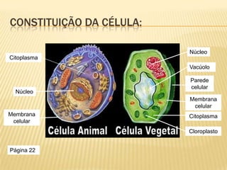 CONSTITUIÇÃO DA CÉLULA:

                          Núcleo
Citoplasma
                          Vacúolo

                          Parede
                          celular
  Núcleo
                          Membrana
                           celular
Membrana                  Citoplasma
 celular
                          Cloroplasto


Página 22
 