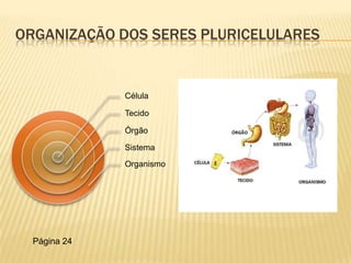 ORGANIZAÇÃO DOS SERES PLURICELULARES


              Célula

              Tecido

              Órgão

              Sistema
              Organismo




  Página 24
 