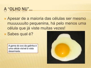 A “OLHO NU”…

 Apesar de a maioria das células ser mesmo
  muuuuuuito pequenina, há pelo menos uma
  célula que já viste muitas vezes!
 Sabes qual é?


    A gema do ovo da galinha é
    uma célula visível à vista
    desarmada.
 