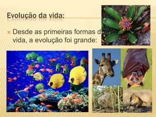 Evolução da vida:

   Desde as primeiras formas de
    vida, a evolução foi grande:
 