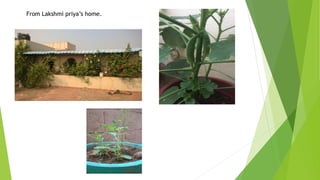 Terrace farming | PPTX