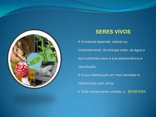 SERES VIVOS A maioria depende, directa ou indirectamente, da energia solar, da água e dos nutrientes para a sua sobrevivência e reprodução; A sua distribuição em meio terrestre é influenciada pelo clima; Este componente constitui a   BIOSFERA.