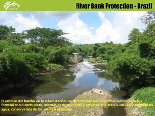 River Bank Protection - Brazil 
 