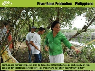 River Bank Protection - Philippines 
Photo: Villars Foundation 
Bamboo and mangrove species shall be tapped as reforestation crops, particularly on river 
banks and in coastal areas, to control soil erosion and as buffers against wave action” 
 