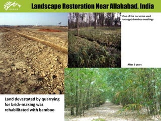 Landscape Restoration Near Allahabad, India 
Land devastated by quarrying 
for brick-making was 
rehabilitated with bamboo 
One of the nurseries used 
to supply bamboo seedlings 
After 5 years 
 