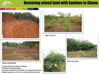 Restoring mined land with bamboo in Ghana 
After 10 months 
After 3 months 
Before the planting 
Forestry Research Institute of Ghana 
Trial Plots in Ashanti Region 
Each plot covered an area of 825 m2, and planted with six 
bamboo species in a 2 m x 2 m matrix at three trial sites 
 