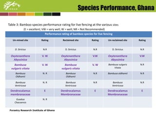 Species Performance, Ghana 
Table 3: Bamboo species performance rating for live fencing at the various sites 
(E = excellent; VW = very well; W = well; NR = Not Recommended) 
Performance rating of bamboo species for live fencing 
Un-mined site Rating Reclaimed site 
Rating Un-reclaimed site 
Rating 
D. Strictus N.R D. Strictus N.R D. Strictus N.R 
Oxytenanthera 
Abyssinica 
V. W Oxytenanthera 
Forestry Research Institute of Ghana 
Abyssinica 
V.W Oxytenanthera 
Abyssinica 
V.W 
Bambusa 
vulgaris vitata 
V. W Bambusa 
vulgaris vitata 
V. W Bambusa vulgaris 
Vitata 
N.R 
Bambusa 
Oldhamii 
N. R Bambusa 
Oldhamii 
N.R Bambusa oldhamii N.R 
Bambusa 
Ventricosa 
N. R Bambusa 
Ventricosa 
N.R Bambusa 
Ventricosa 
N.R 
Dendrocalamus 
membranaceae 
E Dendrocalamus 
Membranaceae 
E Dendrocalamus 
Membranaceae 
E 
Guadua 
Chacoensis 
N. R 
 