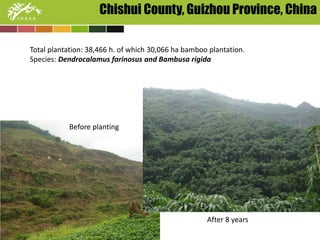 Chishui County, Guizhou Province, China 
Total plantation: 38,466 h. of which 30,066 ha bamboo plantation. 
Species: Dendrocalamus farinosus and Bambusa rigida 
Before planting 
After 8 years 
 