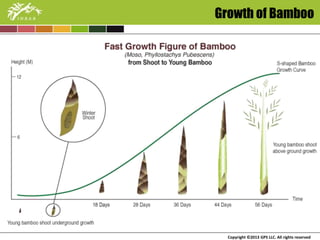 Growth of Bamboo 
Copyright ©2013 GPS LLC. All rights reserved 
 