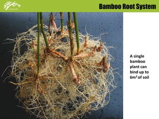 Bamboo Root System 
Bamboo can bind up to 6m3 of soil 
A single 
bamboo 
plant can 
bind up to 
6m3 of soil 
 