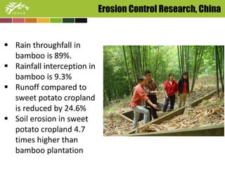 Erosion Control Research, China 
 Rain throughfall in 
bamboo is 89%. 
 Rainfall interception in 
bamboo is 9.3% 
 Runoff compared to 
sweet potato cropland 
is reduced by 24.6% 
 Soil erosion in sweet 
potato cropland 4.7 
times higher than 
bamboo plantation 
 