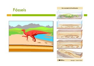 Fósseis
 