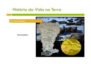História da Vida na Terra

ERA PRÉ-CÂMBRICA




       Estromatólitos
 