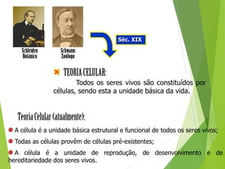 Séc. XIX
Todos os seres vivos são constituídos por
células, sendo esta a unidade básica da vida.
A célula é a unidade básica estrutural e funcional de todos os seres vivos;
Todas as células provêm de células pré-existentes;
A célula é a unidade de reprodução, de desenvolvimento e de
hereditariedade dos seres vivos.
 