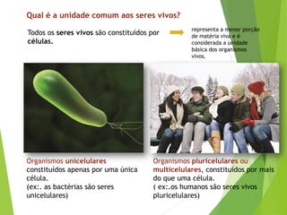 Qual é a unidade comum aos seres vivos?
Todos os seres vivos são constituídos por
células.
representa a menor porção
de matéria viva e é
considerada a unidade
básica dos organismos
vivos.
Organismos unicelulares
constituídos apenas por uma única
célula.
(ex:. as bactérias são seres
unicelulares)
Organismos pluricelulares ou
multicelulares, constituídos por mais
do que uma célula.
( ex:.os humanos são seres vivos
pluricelulares)
 