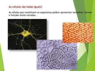 As células que constituem os organismos podem apresentar tamanhos, formas
e funções muito variadas.
As células são todas iguais?
 