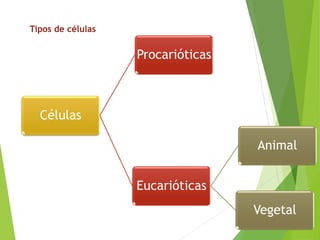 Tipos de células
Células
Procarióticas
Eucarióticas
Animal
Vegetal
 