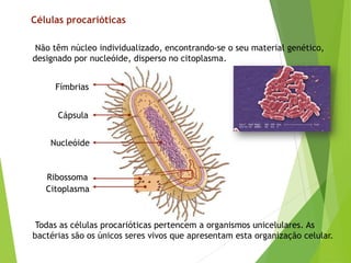 Células procarióticas
Todas as células procarióticas pertencem a organismos unicelulares. As
bactérias são os únicos seres vivos que apresentam esta organização celular.
Não têm núcleo individualizado, encontrando-se o seu material genético,
designado por nucleóide, disperso no citoplasma.
Fímbrias
Cápsula
Nucleóide
Citoplasma
Ribossoma
 