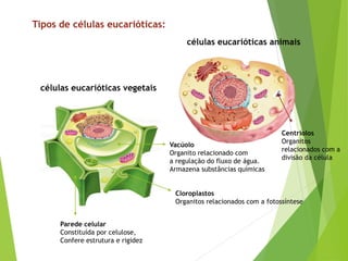 células eucarióticas vegetais
Tipos de células eucarióticas:
células eucarióticas animais
Parede celular
Constituída por celulose,
Confere estrutura e rigidez
Centríolos
Organitos
relacionados com a
divisão da célula
Vacúolo
Organito relacionado com
a regulação do fluxo de água.
Armazena substâncias químicas
Cloroplastos
Organitos relacionados com a fotossíntese
 