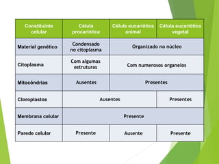 Constituinte
celular
Célula
procariótica
Célula eucariótica
animal
Célula eucariótica
vegetal
Material genético
Citoplasma
Mitocôndrias
Cloroplastos
Membrana celular
Parede celular
Condensado
no citoplasma
Organizado no núcleo
Com algumas
estruturas
Ausentes
Com numerosos organelos
Presentes
Ausentes Presentes
Presente
Presente PresenteAusente
 