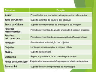 Estrutura Função
Ocular
Tubo ou Canhão
Braço ou Coluna
Parafuso
macrométrico
Parafuso
micrométrico
Revólver
Objetiva
Platina
Diafragma
Fonte de iluminação
Base ou Pé
Possui lentes que aumentam a imagem obtida pela objetiva
Suporta as lentes da ocular e das objetivas
Suporta os componentes de ampliação e de focagem
Permite movimentos de grande amplitude (Focagem grosseira)
Permite movimentos de pequena amplitude (Focagem fina)
Permite a inter substituição das objetivas
Lente que permite ampliar a imagem obtida
Suporta a preparação
Regula a quantidade de luz que chega ao objeto
Projeta a luz através do diafragma para a abertura da platina
Suporta todos os componentes do microscópio
 