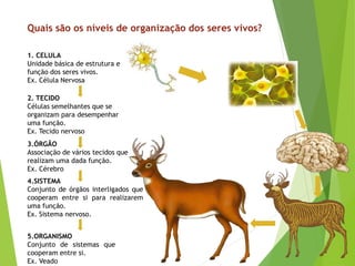Quais são os níveis de organização dos seres vivos?
5.ORGANISMO
Conjunto de sistemas que
cooperam entre si.
Ex. Veado
4.SISTEMA
Conjunto de órgãos interligados que
cooperam entre si para realizarem
uma função.
Ex. Sistema nervoso.
3.ÓRGÃO
Associação de vários tecidos que
realizam uma dada função.
Ex. Cérebro
2. TECIDO
Células semelhantes que se
organizam para desempenhar
uma função.
Ex. Tecido nervoso
1. CELULA
Unidade básica de estrutura e
função dos seres vivos.
Ex. Célula Nervosa
 