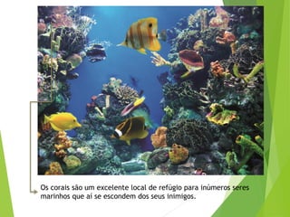 Os corais são um excelente local de refúgio para inúmeros seres
marinhos que aí se escondem dos seus inimigos.
 