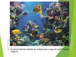 Os peixes libertam dióxido de carbono para a água de onde retiram o
oxigénio.
 