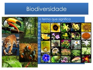 Biodiversidade
• Biodiversidade- é o termo que significa
  diversidade biológica e inclui as diversidade
  ecológica e genética. A diversidade
  ecológica refere-se ao número de espécies
  em determinadas áreas, o papel ecológico
  que estas espécies desempenham, o modo
  como a composição de espécies muda
  conforme muda a região e o agrupamento de
  espécies que ocorrem em áreas específicas,
  junto com os processos e interacções que
  ocorrem dentro destes sistemas.
•
 