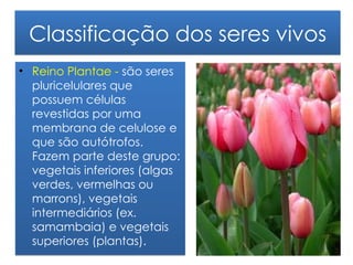 Classificação dos seres vivos
• Reino Plantae - são seres
  pluricelulares que
  possuem células
  revestidas por uma
  membrana de celulose e
  que são autótrofos.
  Fazem parte deste grupo:
  vegetais inferiores (algas
  verdes, vermelhas ou
  marrons), vegetais
  intermediários (ex.
  samambaia) e vegetais
  superiores (plantas).
 