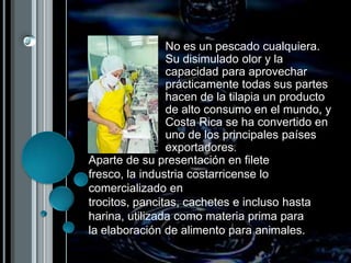No es un pescado cualquiera. Su disimulado olor y la capacidad para aprovechar prácticamente todas sus partes hacen de la tilapia un producto de alto consumo en el mundo, y Costa Rica se ha convertido en uno de los principales países exportadores. Aparte de su presentación en filete fresco, la industria costarricense lo comercializado en trocitos, pancitas, cachetes e incluso hasta harina, utilizada como materia prima para la elaboración de alimento para animales. 