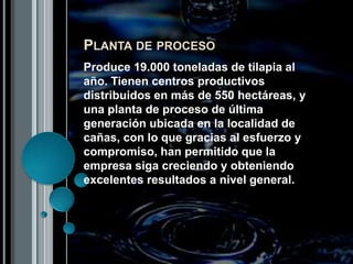 Planta de procesoProduce 19.000 toneladas de tilapia al año. Tienen centros productivos distribuidos en más de 550 hectáreas, y una planta de proceso de última generación ubicada en la localidad de cañas, con lo que gracias al esfuerzo y compromiso, han permitido que la empresa siga creciendo y obteniendo excelentes resultados a nivel general.