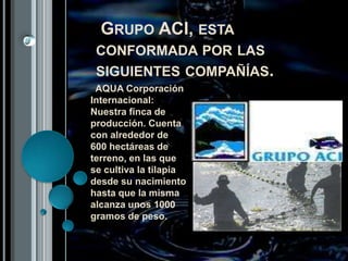  Grupo ACI, esta conformada por las siguientes compañías.  AQUA Corporación Internacional: Nuestra finca de producción. Cuenta con alrededor de 600 hectáreas de terreno, en las que se cultiva la tilapia desde su nacimiento hasta que la misma alcanza unos 1000 gramos de peso. 