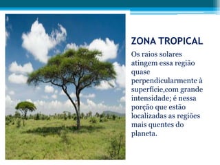 ZONA TROPICAL
Os raios solares
atingem essa região
quase
perpendicularmente à
superfície,com grande
intensidade; é nessa
porção que estão
localizadas as regiões
mais quentes do
planeta.

 