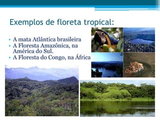 Exemplos de floreta tropical:
• A mata Atlântica brasileira
• A Floresta Amazônica, na
América do Sul.
• A Floresta do Congo, na África

 