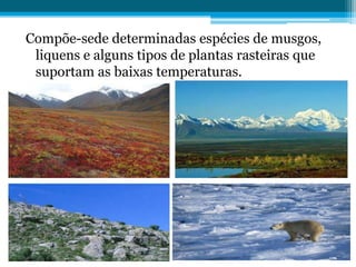 Compõe-sede determinadas espécies de musgos,
liquens e alguns tipos de plantas rasteiras que
suportam as baixas temperaturas.

 