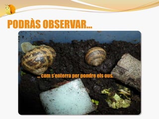 PODRÀS OBSERVAR...
... com s’enterra per pondre els ous.
 