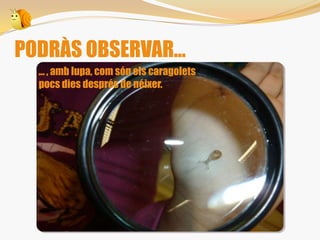 PODRÀS OBSERVAR...
... , amb lupa, com són els caragolets
pocs dies després de néixer.
 