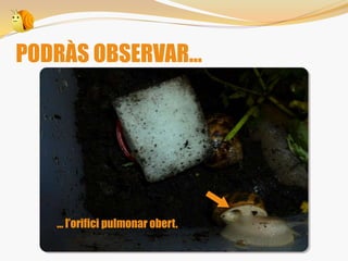 PODRÀS OBSERVAR...
... l’orifici pulmonar obert.
 