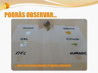 PODRÀS OBSERVAR...
... com reacciona davant d’alguns aliments.
 