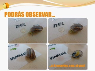 PODRÀS OBSERVAR...
...si li encertes, o no, el gust!
 