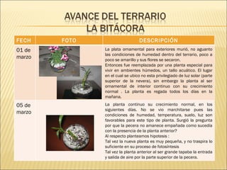 FECHA FOTO DESCRIPCIÓN 01 de marzo La plata ornamental para exteriores murió, no aguanto las condiciones de humedad dentro del terrario, poco a poco se amarillo y sus flores se secaron. Entonces fue reemplazada por una planta especial para vivir en ambientes húmedos, un tallo acuático. El lugar en el cual se ubico no esta privilegiado de luz solar (parte superior de la nevera), sin embargo la planta al ser ornamental de interior continuo con su crecimiento normal . La planta es regada todos los días en la mañana. 05 de marzo La planta continuo su crecimiento normal, en los siguientes días. No se vio marchitarse pues las condiciones de humedad, temperatura, suelo, luz son favorables para este tipo de planta. Surgió la pregunta por que la pecera no amanece empañada como sucedía con la presencia de la planta anterior?  Al respecto planteamos hipotesis : Tal vez la nueva planta es muy pequeña, y no traspira lo suficiente en su proceso de fotosíntesis Tal vez la planta anterior al ser grande tapaba la entrada y salida de aire por la parte superior de la pecera. 