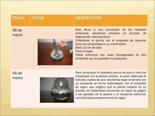 FECHA FOTOS DESCRIPCIÓN 06 de marzo Para llevar a una conclusión de las hipotesis anteriores, decidimos empezar un proceso de observación mas exaustivo. Medimos la planta con el proposito de observar como se comportaba en su crecimiento.   Midio 10 cm de tallo Tiene 4 hojas. Posee suficiente raiz, pues transplantada de otro recipiente que le quedaba muy pequeño. 06 de marzo Para comprobar la hipótesis acerca de que el vidrio se empañaba con la planta anterior, al estar obstruida la entrada y salida de aire; decidimos tapar el terrario con un recipiente en forma redondeada, con el proposito de lograr que oxigeno que la planta traspira en su proceso de fotosíntesis convertido en vapor se pegara a las paredes de la pecera y el recipiente adicional, convirtiéndose posteriormente en agua. 