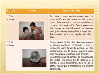 FOTOS FOTOS DESCRIPCIÓN 16 de marzo En este paso continuamos con la observación en las mañanas del terrario para observar como se comportaba el proceso de traspiración. Con la presencia del caracol dentro del terrario se observa mas gotas de agua pegadas a la pecera.  Asimismo la pecera es regada todos los días. 18 de marzo Con el pasar de los días observamos que la planta continua creciendo y que el recipiente para tapar la pecera la esta maltratando, por lo cual el próximo paso será conseguir una tapa mas grande. Detallamos que el caracol se ha paseado por todos los sitios de la pecera y la planta, y solo esperamos que no se la coma, hasta que consigamos el alimento apropiado. 
